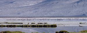 Chile firma acuerdo internacional para preservar población de flamencos