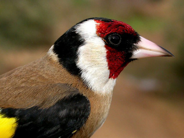 Gecen critica que la Generalitat autorice las redes abatibles para cazar aves