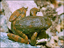 Cómo proteger a los anfibios