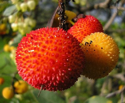 España investigará las emisiones de CO2 de la agricultura junto con otros países