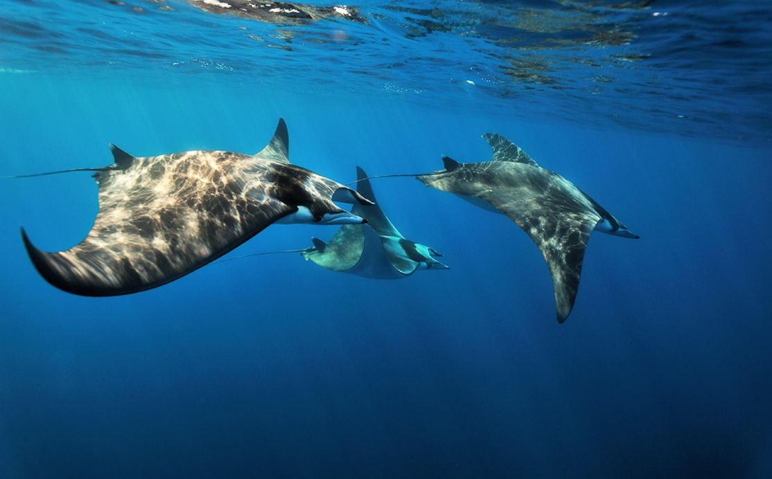 El Mediterráneo con ‘epoc’ por los microplásticos