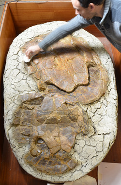 Sabes cómo eran las primeras tortugas terrestres gigantes de Europa