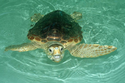 Devuelven al mar una tortuga boba encontrada con anzuelos clavados