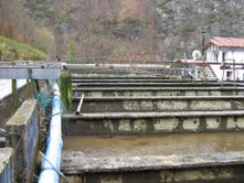 El riesgo de utilizar esturiones invasores en el rio Piloña (Asturias)