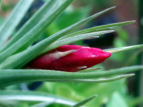 Estudian el efecto del CO2 sobre la capacidad de las plantas para retener agua