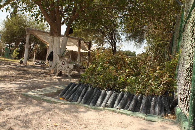 Entregan 3 mil árboles para reforestar a SP