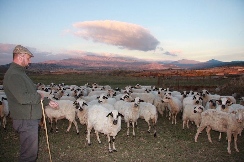 Ataques de buitres al ganado Posibles soluciones a un conflicto social.