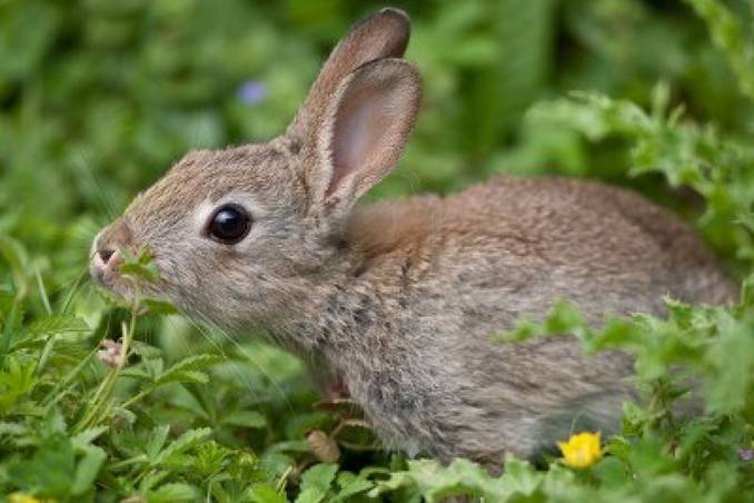 Alarmante epidemia para el conejo