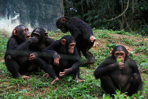 Los zoológicos españoles mantienen a los chimpancés en "malas condiciones"