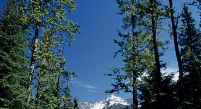 Medio Ambiente lanza una guía para fomentar el cumplimiento de la normativa de explotación de recursos genéticos