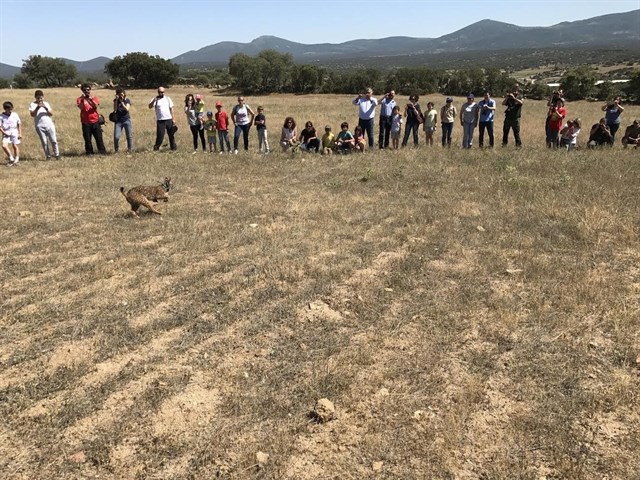 Liberan el último lince de los ocho en total reintroducidos este año en la provincia de Toledo