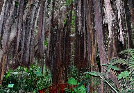 Loro Parque niega malas prácticas y asegura que cumple sobradamente con la normativa vigente de parques zoológicos