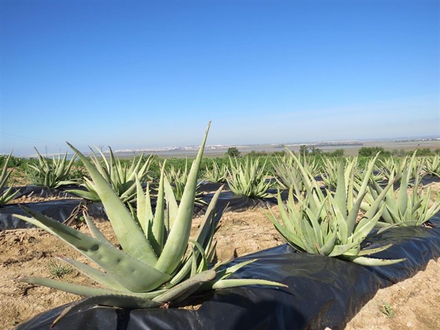 Nace en Rociana una planta de procesado de aloe vera ecológica