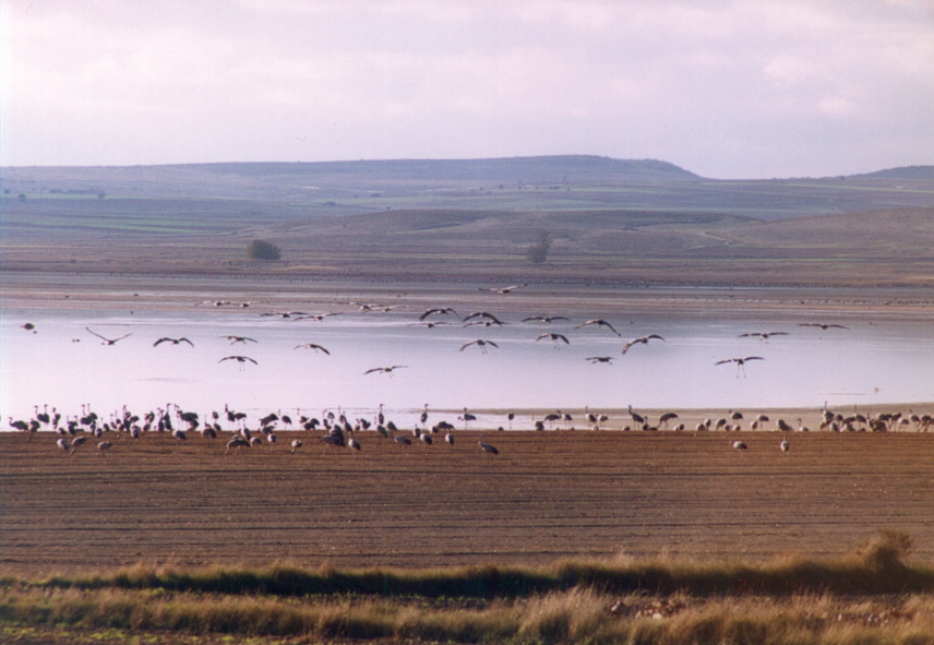 El Departamento de Medio Ambiente organiza visitas guiadas a las lagunas de Gallocanta y Sariñena dentro de las actividades del Día Mundial de los Humedales