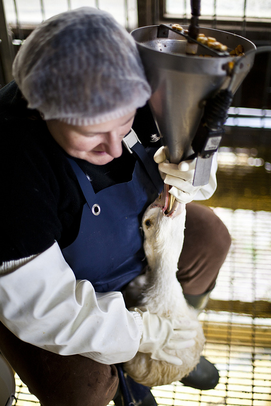 Igualdad Animal denunciará a los restaurantes vinculados con la granja Momotegi