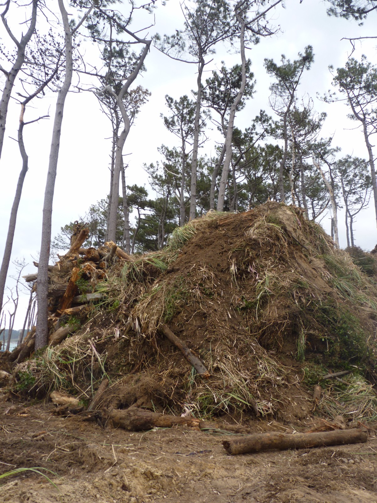 Scouts limpian el monte de somo en el proyecto que lleva a cabo la FNYH