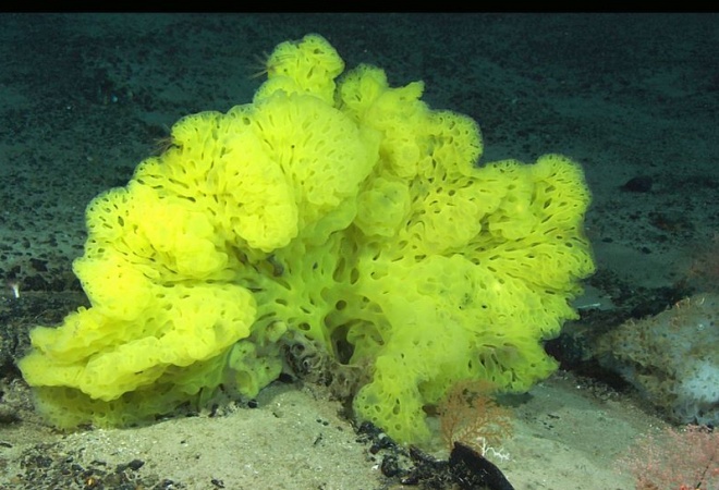 España ‘pasa’ de la protección de las aguas profundas