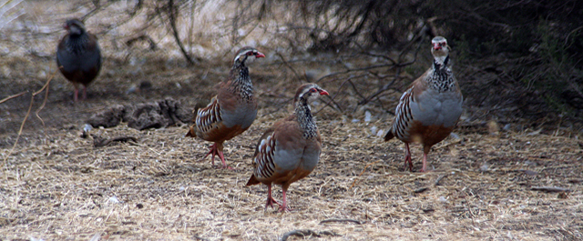 Repoblación con perdices rojas en las zonas afectadas por el incendio de Rasquera (Cataluña)