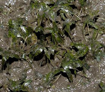 Fundación Biodiversidad y CSIC concluyen un estudio sobre el efecto de algas introducidas en el Archipiélago de Cabrera