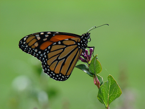 Presidencia española sobre biodiversidad