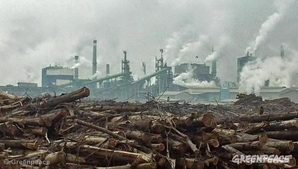 Greenpeace y Asia Pulp &amp; Paper ‘firman la paz’