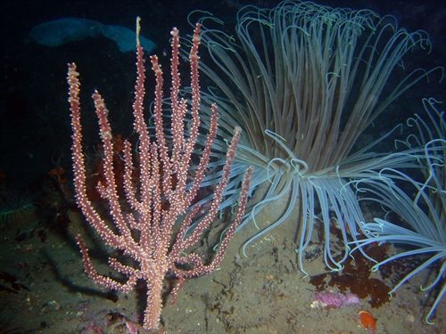 Las profundidades de los océanos pueden regular el calentamiento global