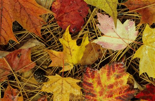 Murcia ‘apuesta’ por la eficiencia energética a través de la biomasa