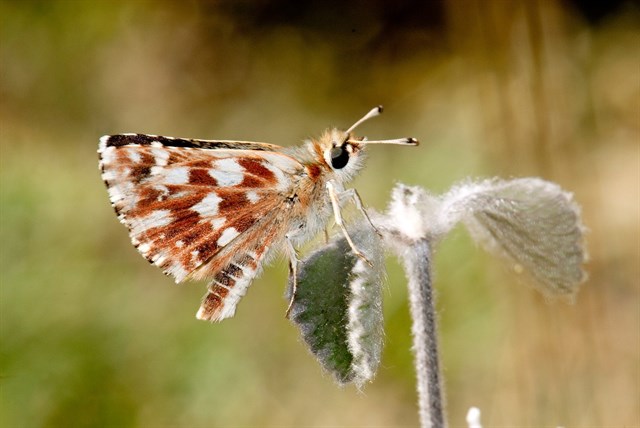 Descubren una nueva especie de mariposa ibérica endémica que habita en Granada