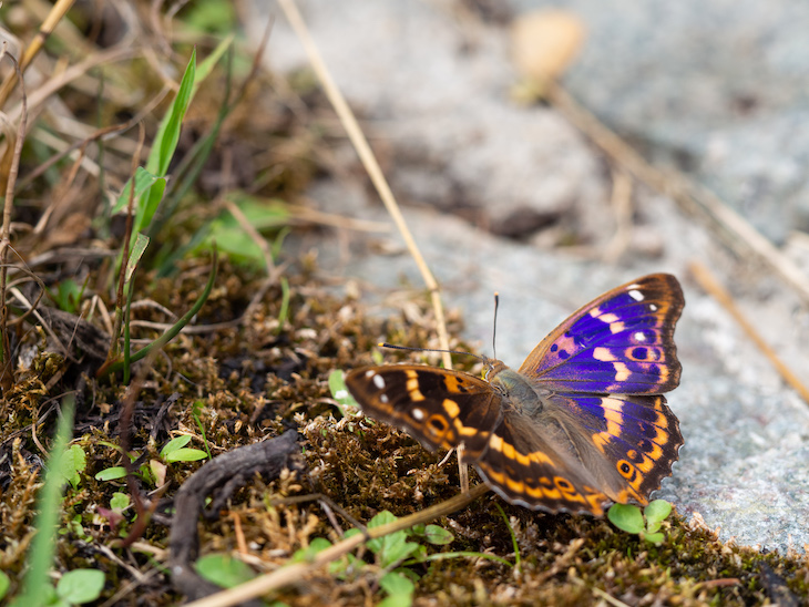Las mariposas eligieron Santander
