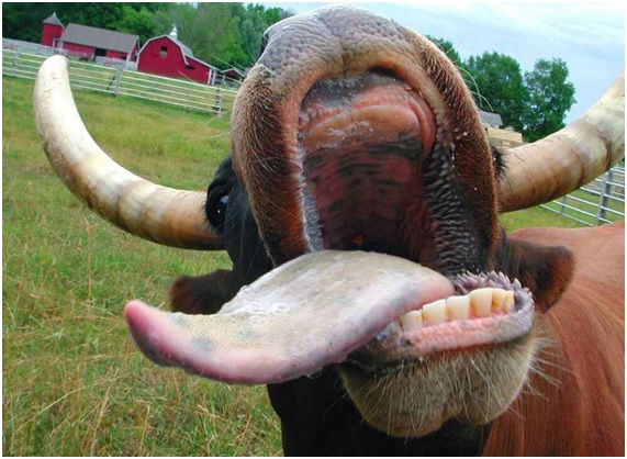 Las flatulencias también contaminan