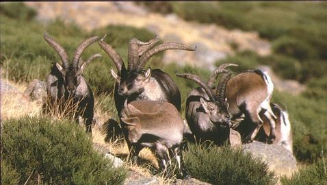 EQUO Madrid denuncia que la caza deportiva de cabras montesas en Guadarrama es ajena a la protección de un Parque Nacional