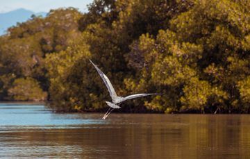 Santuario Playa de la Bahía de Chacahua