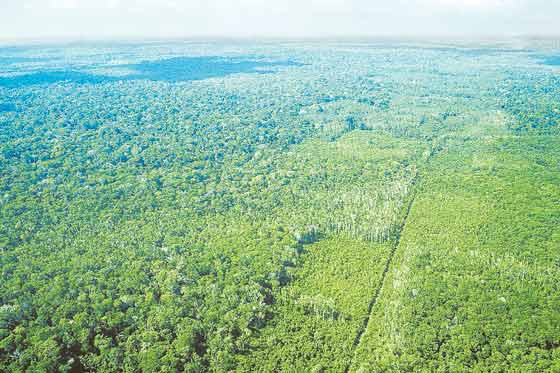 Brasil reforma el Código Forestal para reducir las zonas protegidas