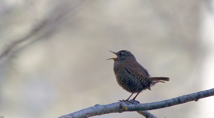 El ‘sorprendente’ canto de los chochines