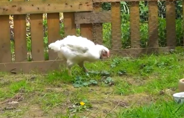Igualdad Animal denuncia malos tratos infringidos en una granja de pollos inglesa (Vea VIDEO)