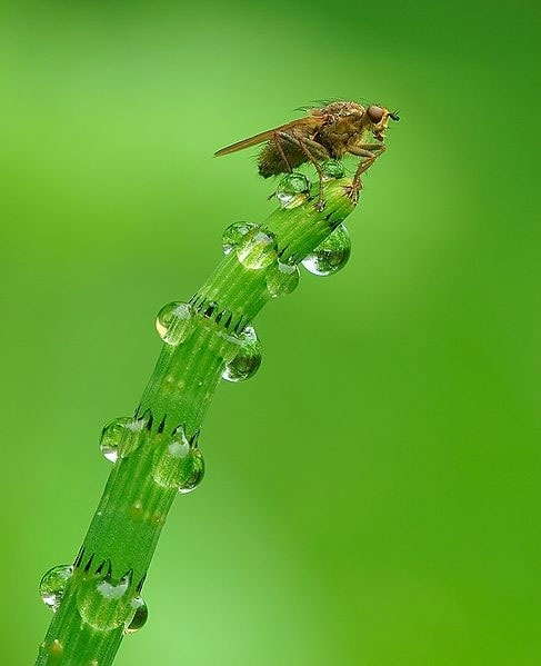 Gotas de veneno para las abejas