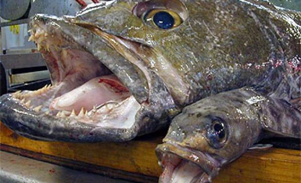 Prisión bajo fianzas por pesca ilegal de merluza negra