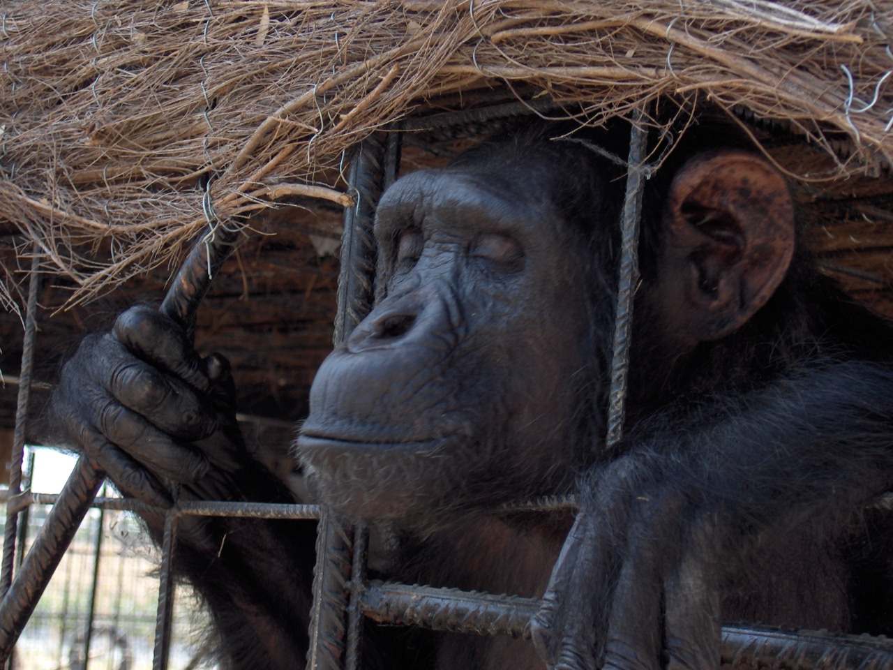 El gobierno español veta a los grandes simios