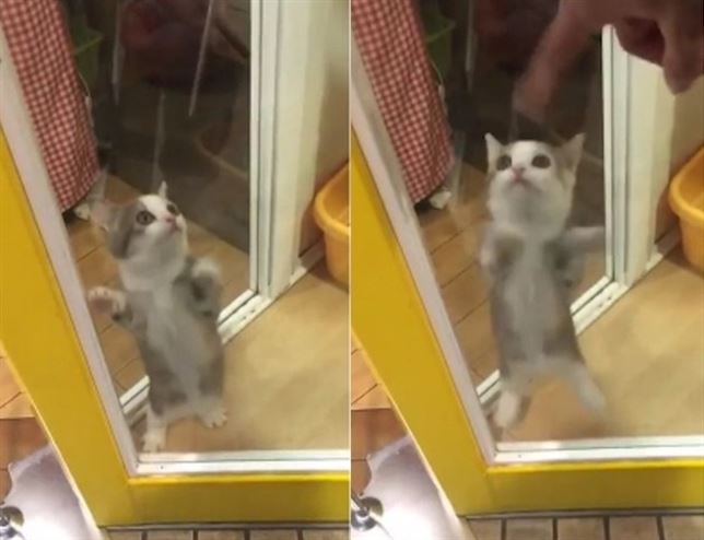 El gato más ‘feliz’ del mundo (Vea VIDEO)