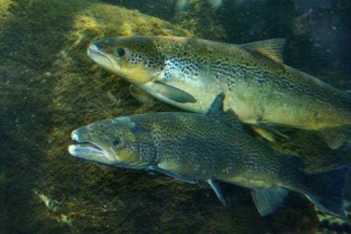 Chile investigará la diversidad viral y bacteriana en aguas y especies de peces antárticos