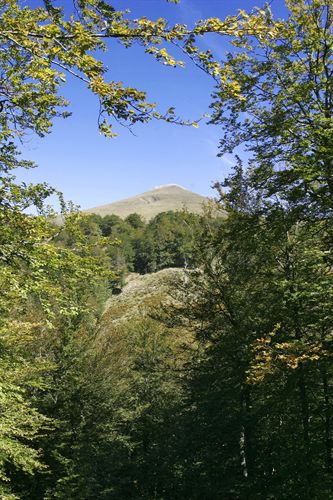 El agua evaporada de la vegetación enfría el clima de forma global