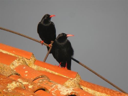 Convocan un concurso de fotografía de aves en entornos urbanos en las ciudades españolas patrimonio de la Humanidad
