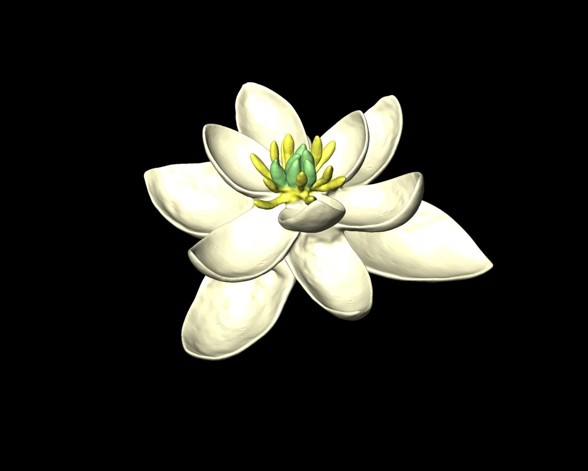 Pétalos prehistóricos: los científicos revelan cómo era la primera flor