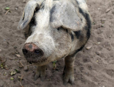 Los cazadores europeos del Mesolítico ya criaban cerdos