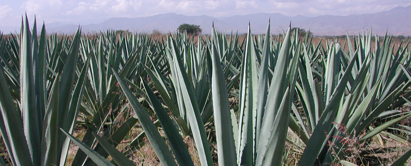 Alistan Primer Congreso Nacional de Agave en Oaxaca