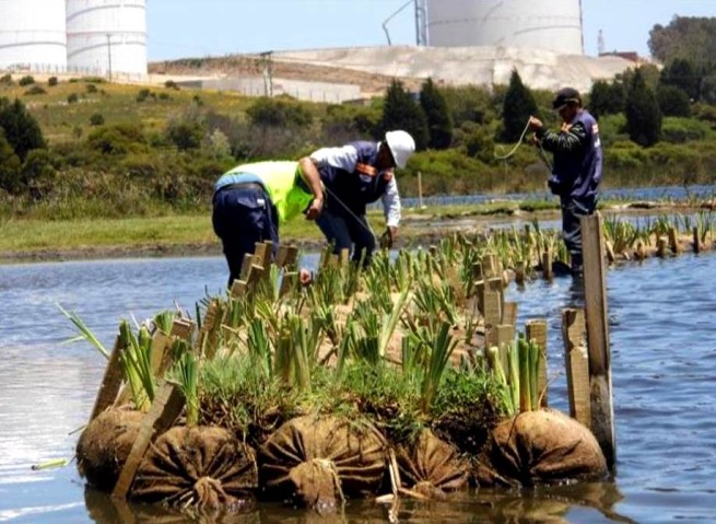 Este innovador proyecto de bioingenería recupera  el Humedal Campiche
