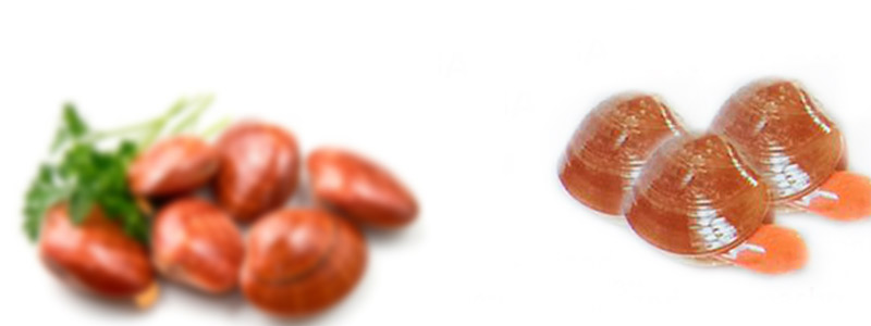 La biología reproductiva de la almeja chocolata