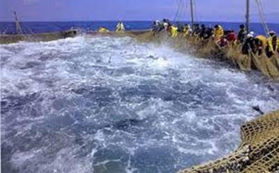 Por la protección de la pesca con almadraba