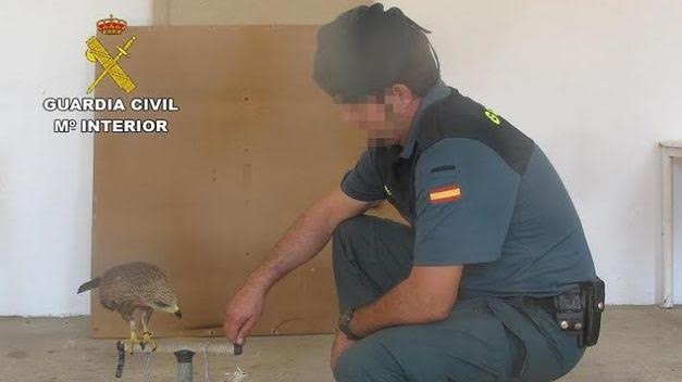 Recuperan un ejemplar joven de milano negro - especie bajo protección especial - en Lucena del Puerto