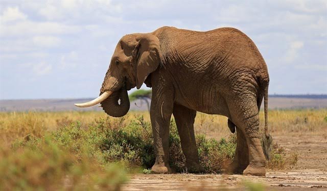 Asesinan a un conocido elefante en el Área de Conservación de Tsavo